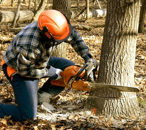 Tree Removal in Mount Vision, NY